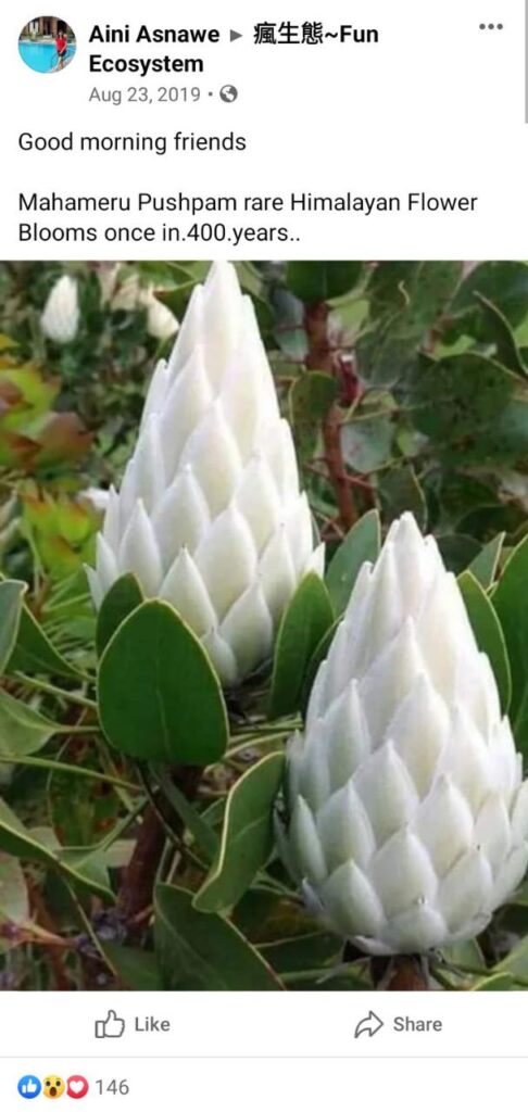 Does Mahameru Flower  bloom in every 400 years Fact Check 