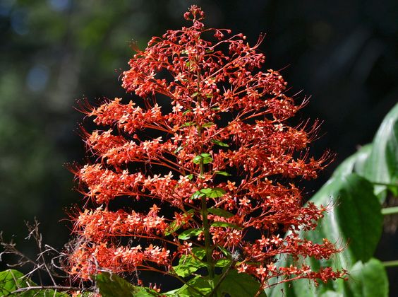 Does Mahameru Flower bloom in every 400 years? Fact Check | Digit Eye