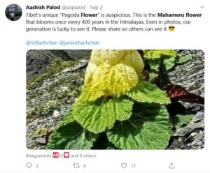 Does Mahameru Flower bloom in every 400 years? Fact Check ...